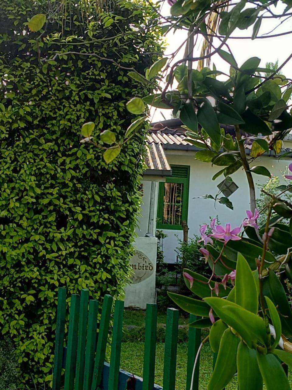 Green Bird Mirissa Exterior foto
